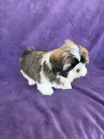 Max, a male Shih Tzu for sale in Pinon Hills, CA – 1 of 3