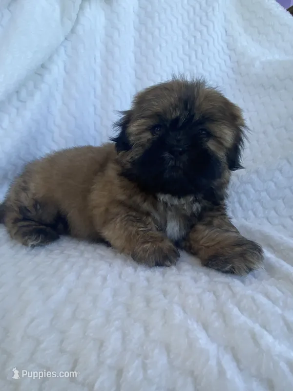 Brownie – Shih Tzu puppy for sale in Pinon Hills, CA