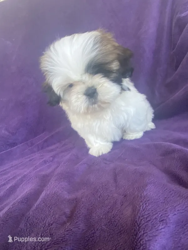 Katti – Shih Tzu puppy for sale in Pinon Hills, CA