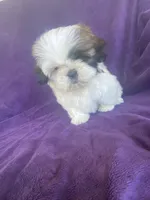 Katti, a female Shih Tzu for sale in Pinon Hills, CA – 1 of 10