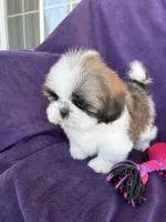 Maya, a female Shih Tzu for sale in Pinon Hills, CA – 3 of 8