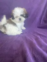 Katti, a female Shih Tzu for sale in Pinon Hills, CA – 10 of 10
