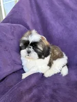 Charlie, a male Shih Tzu for sale in Pinon Hills, CA – 6 of 6