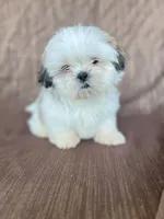 Bear, a male Shih Tzu for sale in Pinon Hills, CA – 2 of 2