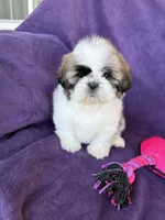 Maya, a female Shih Tzu for sale in Pinon Hills, CA – 7 of 8