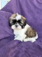 Charlie, a male Shih Tzu for sale in Pinon Hills, CA – 3 of 6