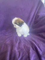 Katti, a female Shih Tzu for sale in Pinon Hills, CA – 6 of 10