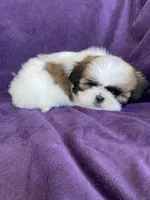 Lily, a female Shih Tzu for sale in Pinon Hills, CA – 4 of 5
