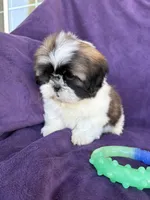 Charlie, a male Shih Tzu for sale in Pinon Hills, CA – 1 of 6