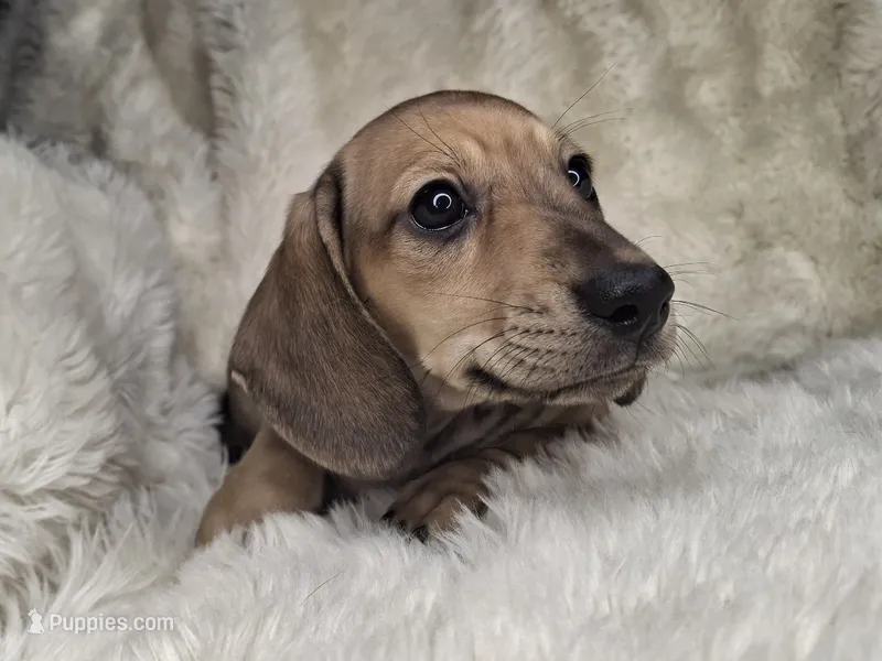 Shaded Cream Smooth Male – Miniature Dachshund puppy for sale in Nevada City, CA