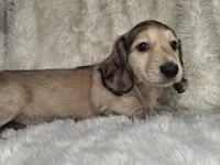 ShadedCream Longhair Male, a male Miniature Dachshund for sale in Nevada City, CA – 3 of 3