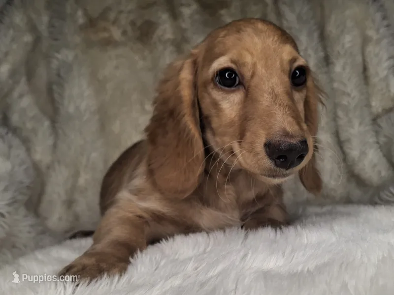 Chocolate Cream Longhair Female – Miniature Dachshund puppy for sale in Nevada City, CA