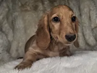 Chocolate Cream Longhair Female, a male Miniature Dachshund for sale in Nevada City, CA – 1 of 3