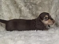 Chocolate & Cream Longhair Male , a female Dachshund and Miniature Dachshund for sale in Nevada City, CA – Photo 3 of 3