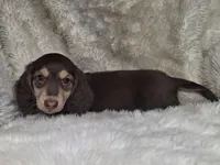 Chocolate & Cream Longhair Male , a female Dachshund and Miniature Dachshund for sale in Nevada City, CA – Photo 2 of 3