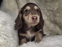 Chocolate & Cream Longhair Male , a female Dachshund and Miniature Dachshund for sale in Nevada City, CA – Photo 1 of 3