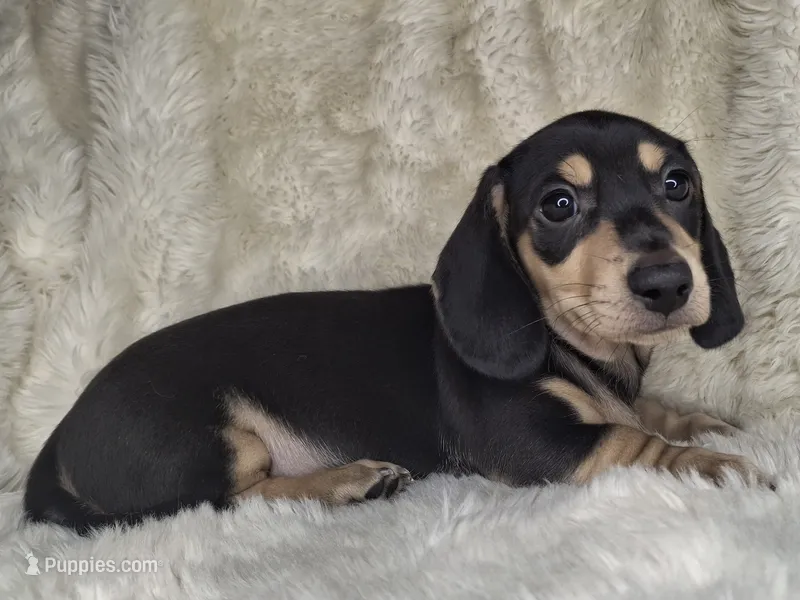 Black & Cream Smooth Male – Miniature Dachshund puppy for sale in Nevada City, CA