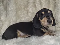 Black & Cream Smooth Male, a male Miniature Dachshund for sale in Nevada City, CA – 1 of 3
