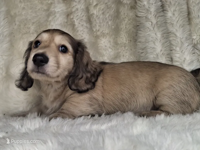 ShadedCream Longhair Male – Miniature Dachshund puppy for sale in Nevada City, CA