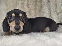 Black & Cream Smooth Male, a male Miniature Dachshund for sale in Nevada City, CA – 2 of 3