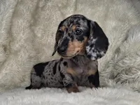 Black & Cream Dapple Smooth Female , a female Dachshund and Miniature Dachshund for sale in Nevada City, CA – Photo 3 of 3