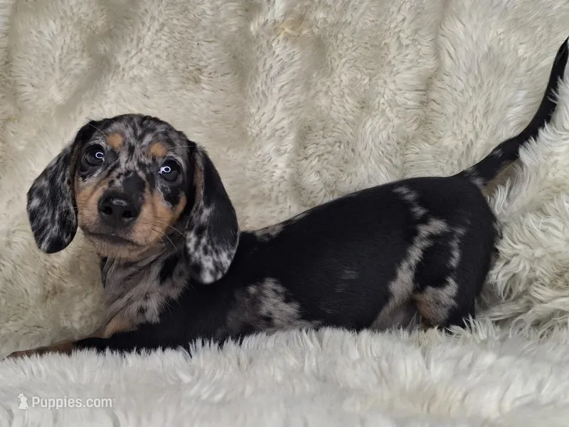 Black & Cream Dapple Smooth Female  – Dachshund, Miniature Dachshund puppy for sale in Nevada City, CA
