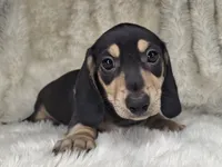 Black & Cream Smooth Male, a male Miniature Dachshund for sale in Nevada City, CA – 3 of 3