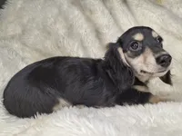 Black & Cream Longhair Male, a male Miniature Dachshund for sale in Nevada City, CA – 1 of 1