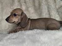 Shaded Cream Smooth Male, a male Miniature Dachshund for sale in Nevada City, CA – 2 of 3