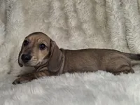 Shaded Cream Smooth Male, a male Miniature Dachshund for sale in Nevada City, CA – 3 of 3