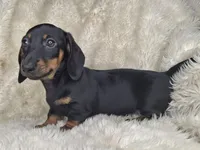 Black & Cream Smooth Female , a female Dachshund and Miniature Dachshund for sale in Nevada City, CA – Photo 1 of 3