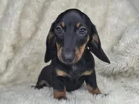 Black & Cream Smooth Female , a female Dachshund and Miniature Dachshund for sale in Nevada City, CA – Photo 2 of 3
