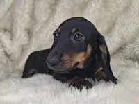 Black & Cream Smooth Female , a female Dachshund and Miniature Dachshund for sale in Nevada City, CA – Photo 3 of 3