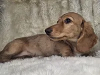 Chocolate Cream Longhair Female, a male Miniature Dachshund for sale in Nevada City, CA – 2 of 3