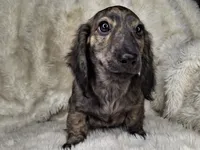 Cream Brindle Female, a female Dachshund and Miniature Dachshund for sale in Nevada City, CA – Photo 2 of 3