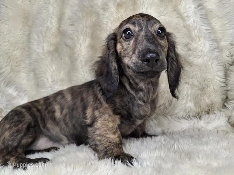 Cream Brindle Female – Dachshund, Miniature Dachshund puppy for sale in Nevada City, CA