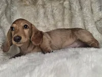 Chocolate Cream Longhair Female, a male Miniature Dachshund for sale in Nevada City, CA – 3 of 3