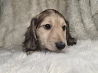 ShadedCream Longhair Male, a male Miniature Dachshund for sale in Nevada City, CA – 2 of 3