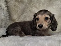 Shaded Cream Longhair Male , a female Dachshund and Miniature Dachshund for sale in Nevada City, CA – Photo 2 of 3