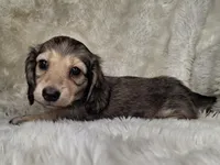 Shaded Cream Longhair Male , a female Dachshund and Miniature Dachshund for sale in Nevada City, CA – Photo 3 of 3