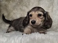 Shaded Cream Longhair Male , a female Dachshund and Miniature Dachshund for sale in Nevada City, CA – Photo 1 of 3