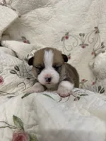 Tri, a female Pembroke Welsh Corgi for sale in Bedford, IN – 3 of 3
