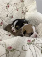 Tri, a female Pembroke Welsh Corgi for sale in Bedford, IN – 2 of 3
