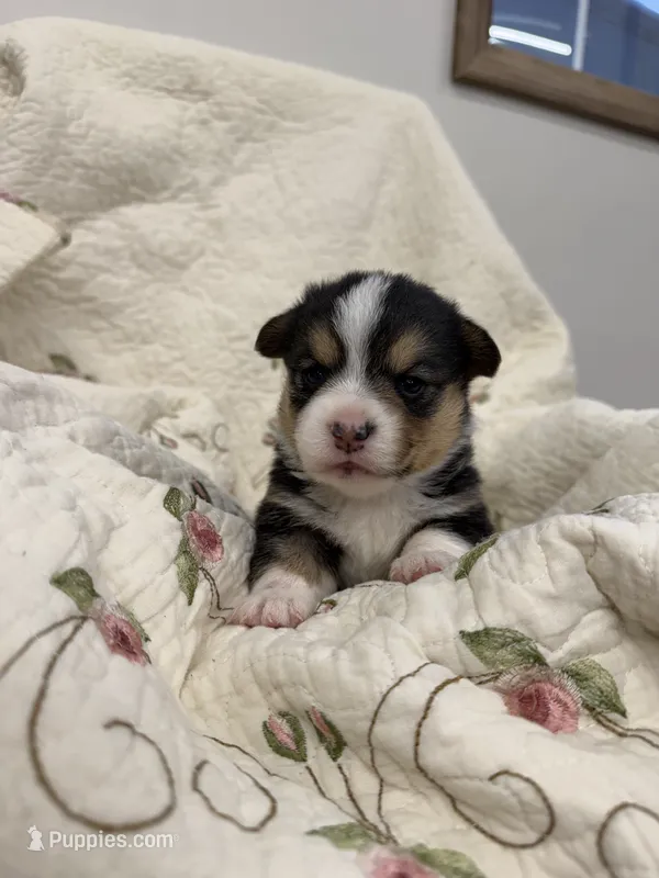 Tri – Pembroke Welsh Corgi puppy for sale in Bedford, IN