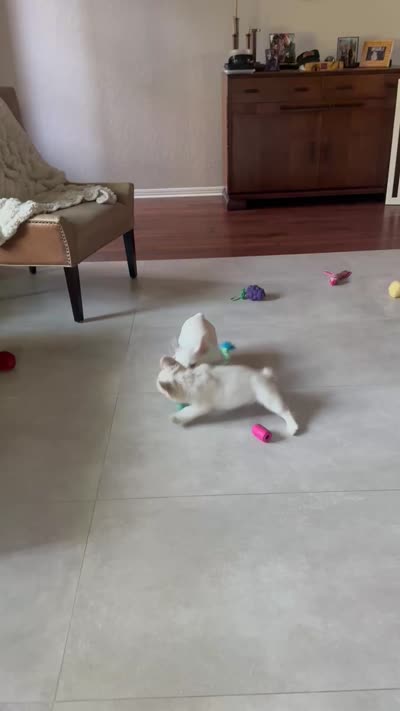 Charlotte , a female French Bulldog for sale in Austin, TX – 6 of 7