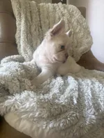 Charlotte , a female French Bulldog for sale in Austin, TX – 9 of 10