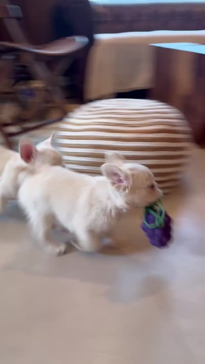 Charlotte , a female French Bulldog for sale in Austin, TX – 4 of 7