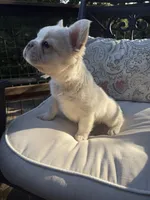 Charlotte , a female French Bulldog for sale in Austin, TX – 2 of 7