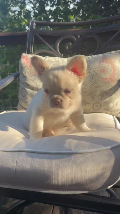 Charlotte , a female French Bulldog for sale in Austin, TX – 3 of 7