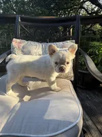 Charlotte , a female French Bulldog for sale in Austin, TX – 5 of 7